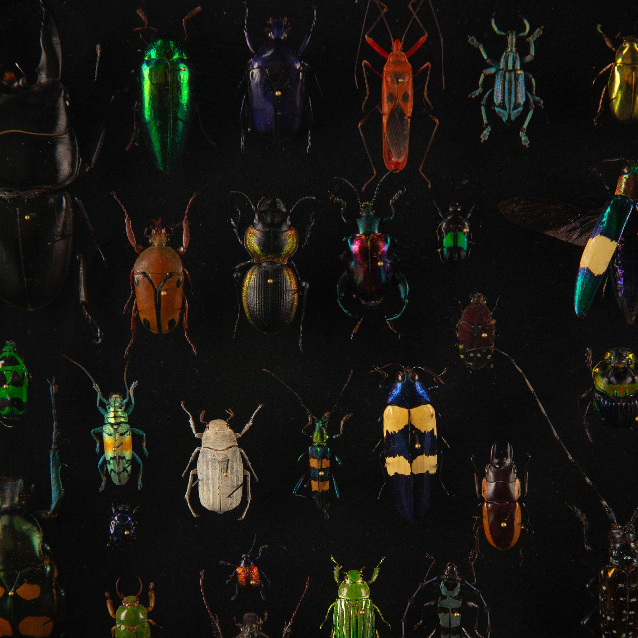 American Latticework by Hasharat: A Global Mosaic of 84 Exotic Beetles For Sale