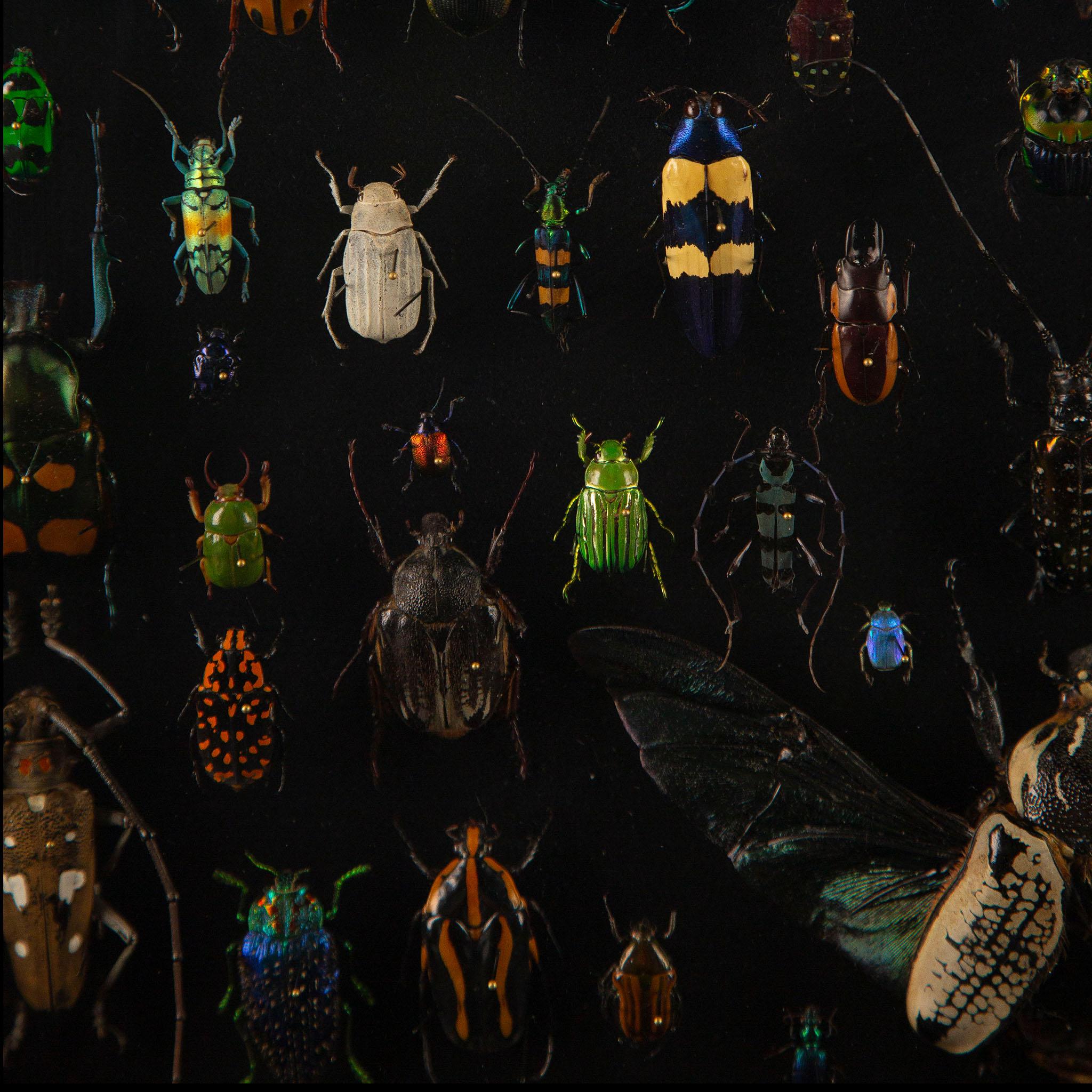 Latticework by Hasharat: A Global Mosaic of 84 Exotic Beetles In New Condition For Sale In New York, NY