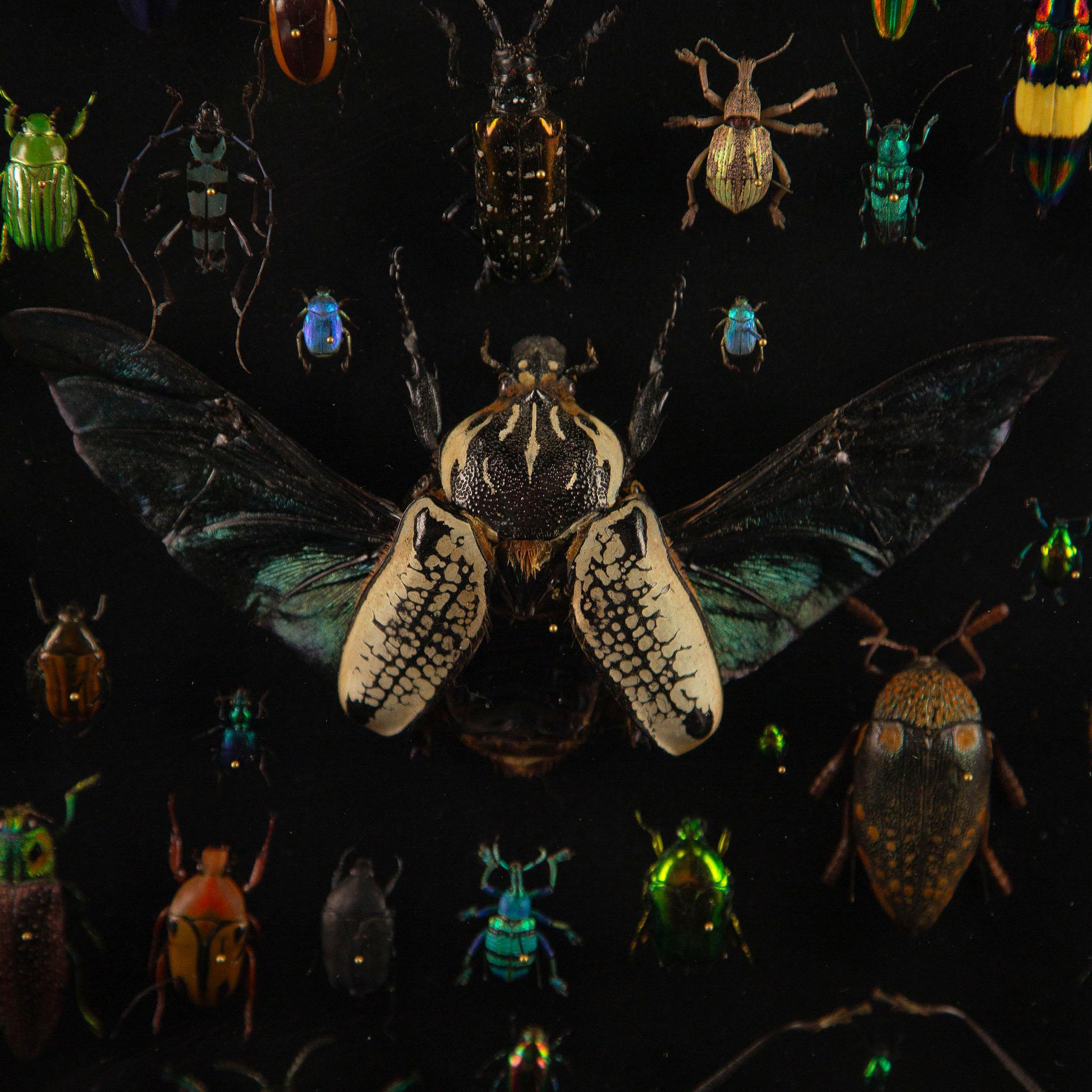 Contemporary Latticework by Hasharat: A Global Mosaic of 84 Exotic Beetles For Sale