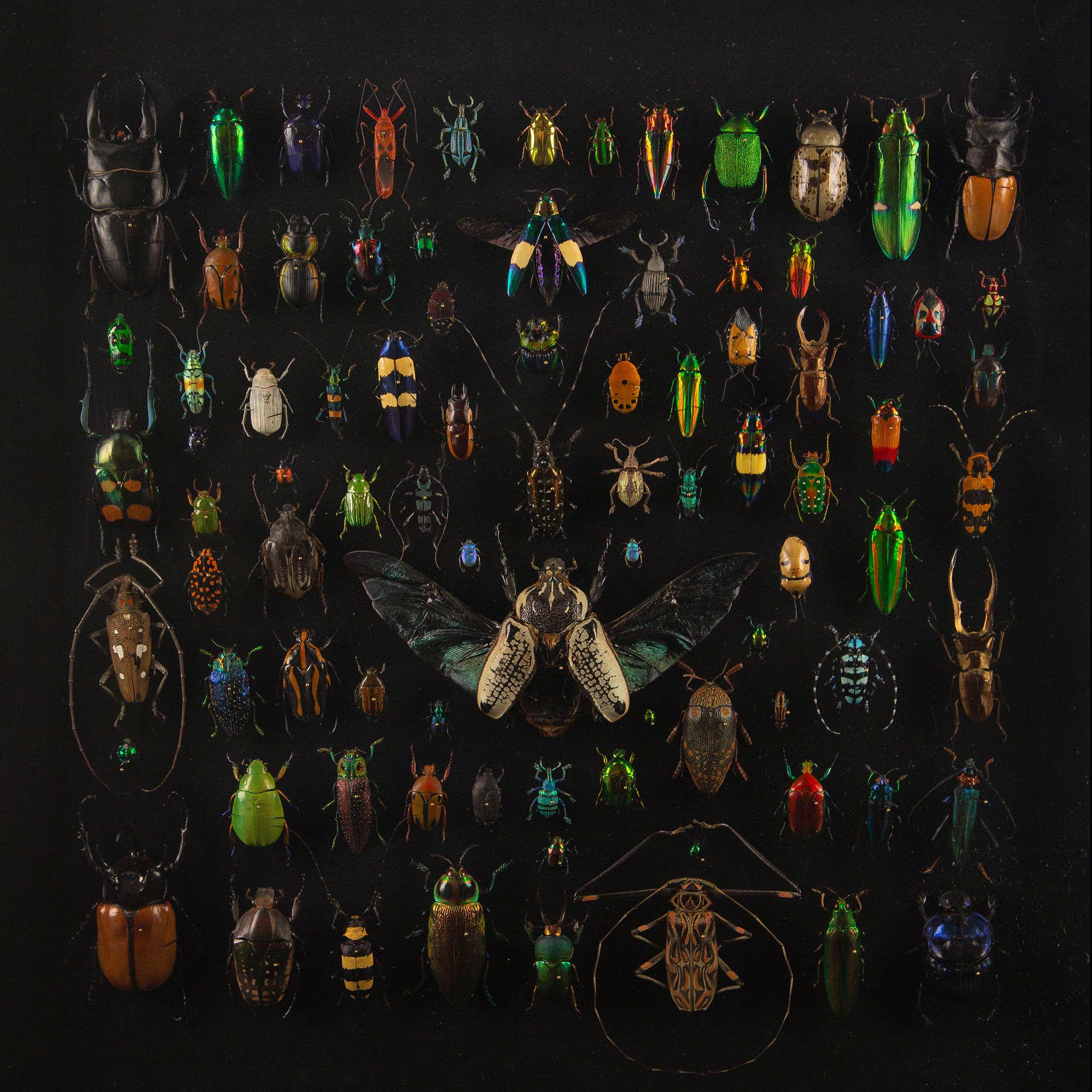 Linen Latticework by Hasharat: A Global Mosaic of 84 Exotic Beetles For Sale