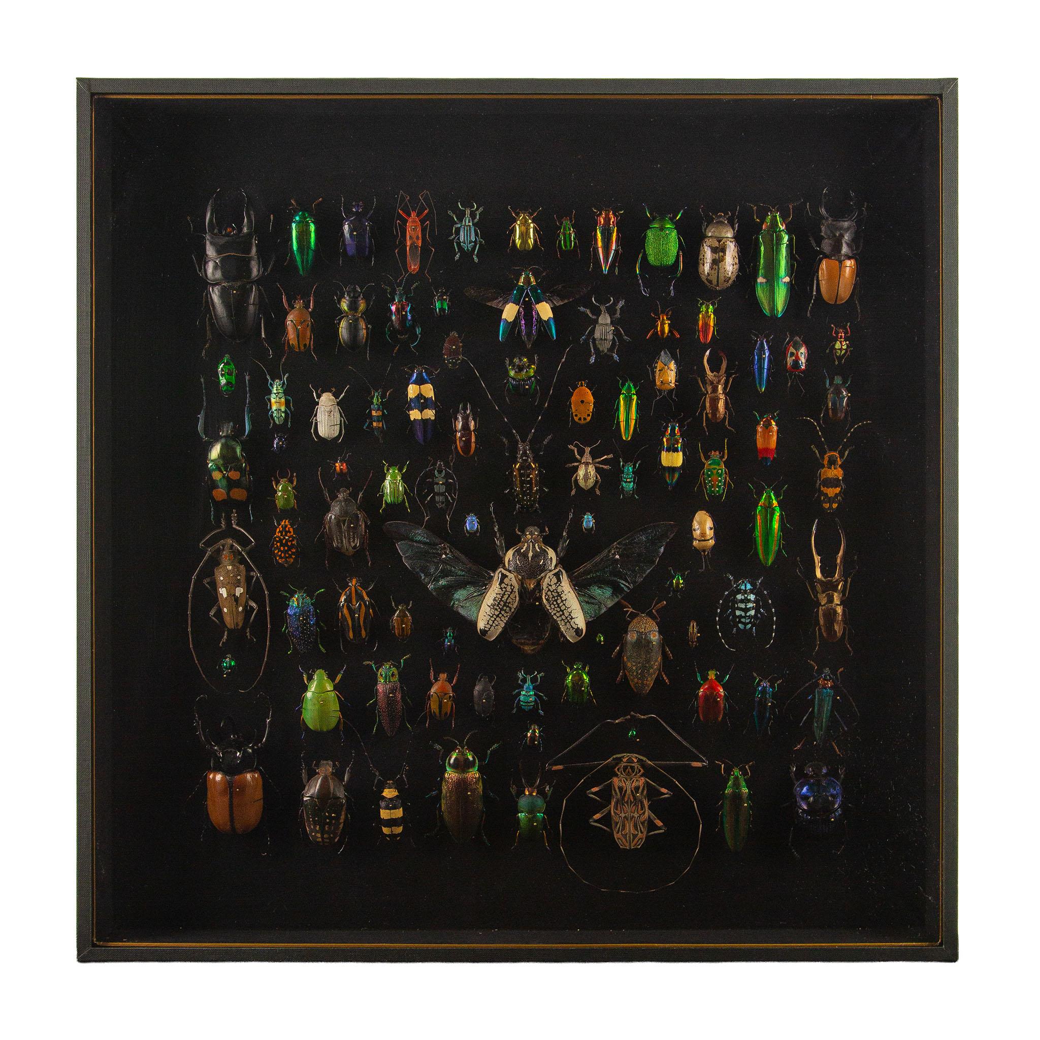 Latticework by Hasharat: A Global Mosaic of 84 Exotic Beetles For Sale 1