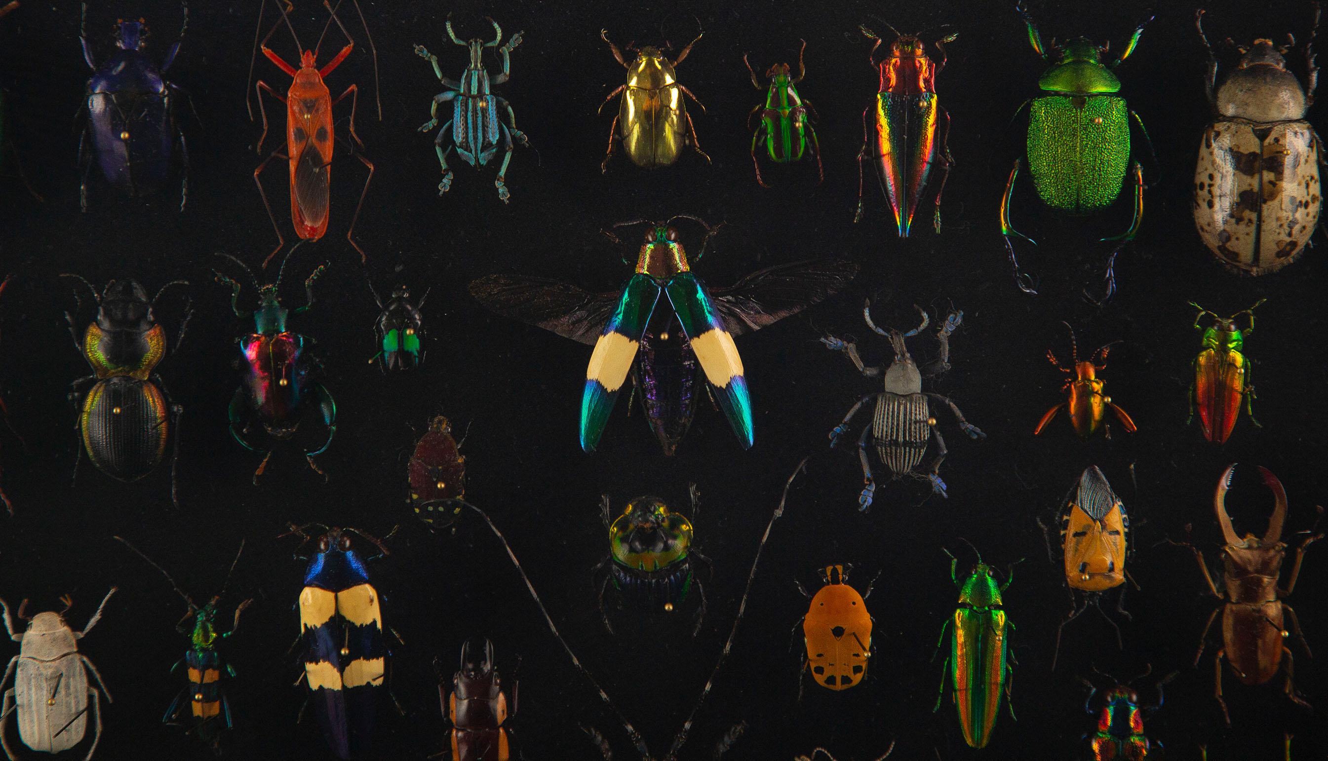 Latticework by Hasharat: A Global Mosaic of 84 Exotic Beetles For Sale 2
