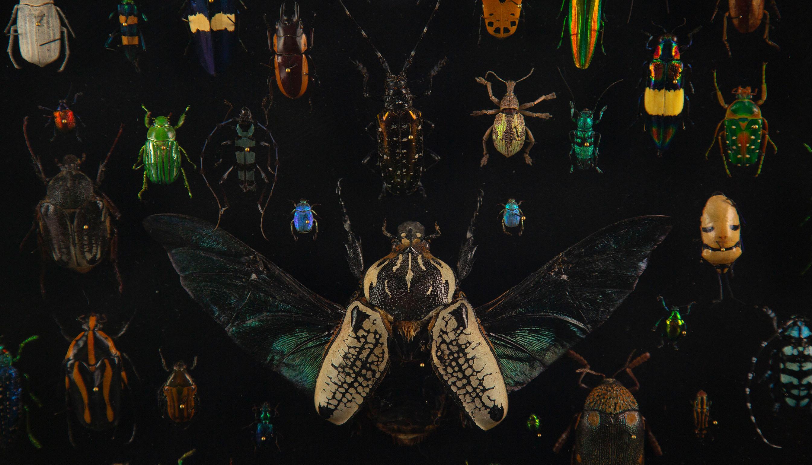 Latticework by Hasharat: A Global Mosaic of 84 Exotic Beetles For Sale 3