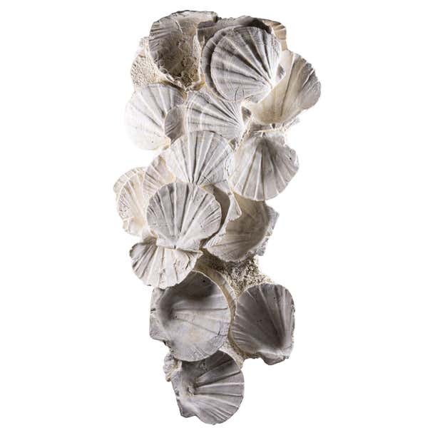 Lattissima Pecten Shell Slab Wall Feature 700mm [RARE and Exquisite ...