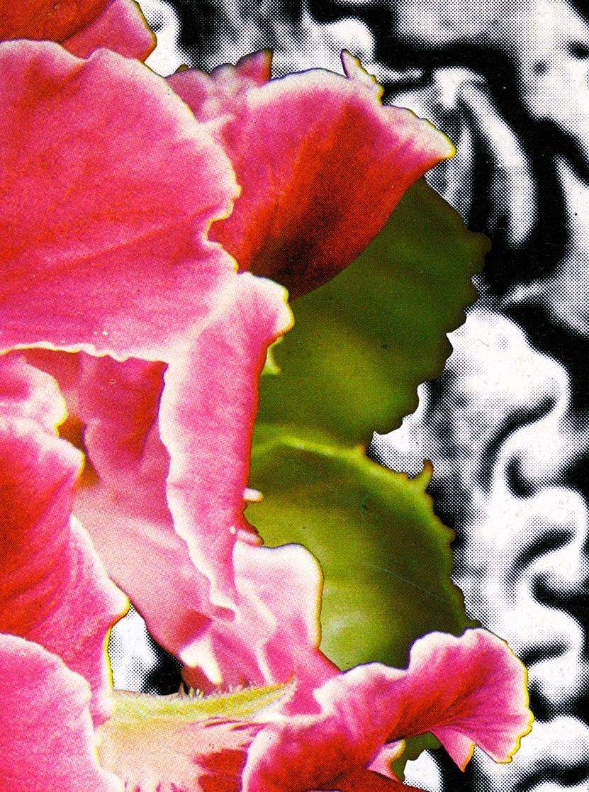Big Pink - bright photo of vibrant flower, magenta black and white (11 x 15) - Contemporary Print by Laura Kay Keeling 