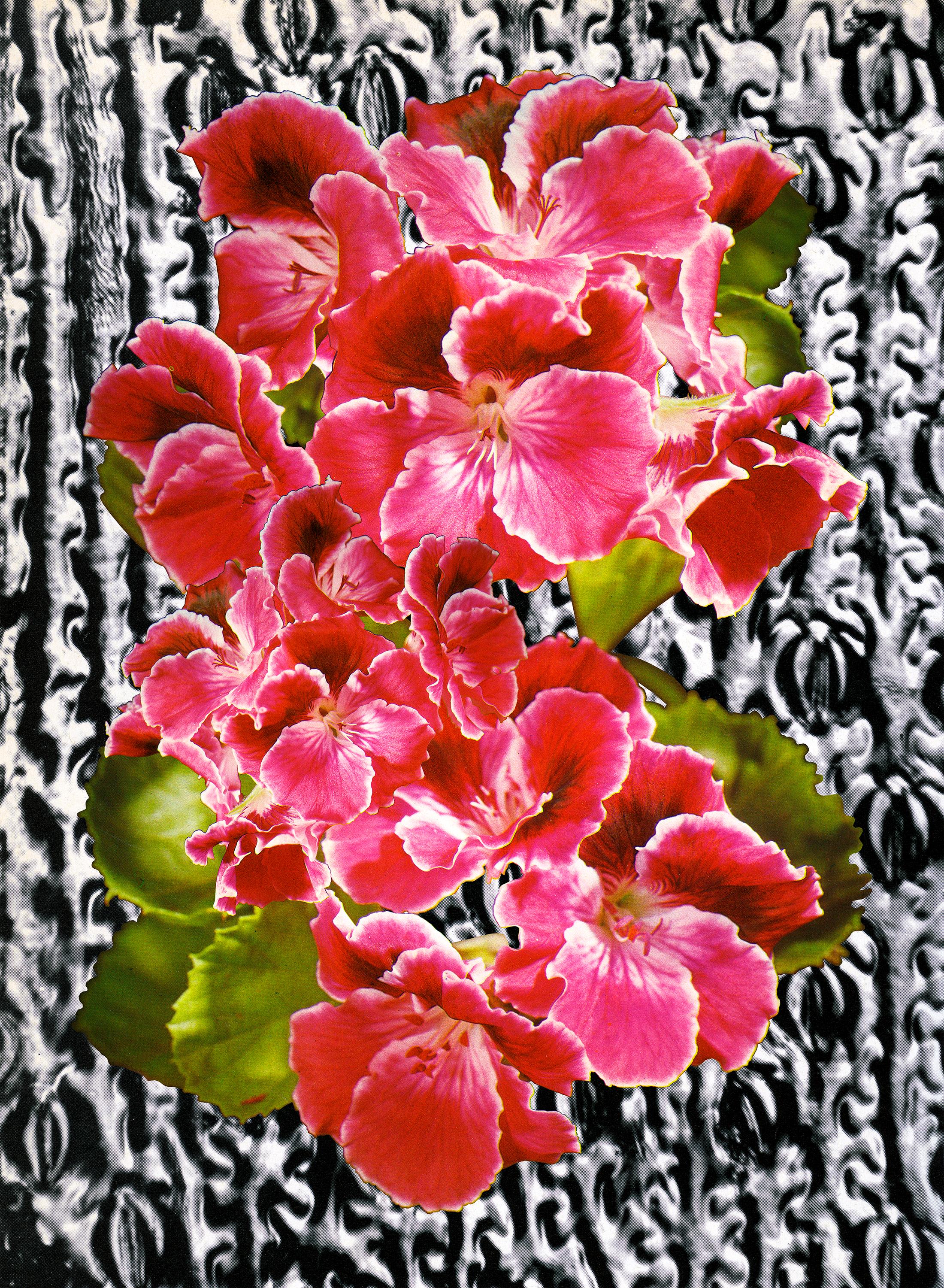 Big Pink - bright photo of vibrant flower, magenta black and white (11 x 15) - Print by Laura Kay Keeling 