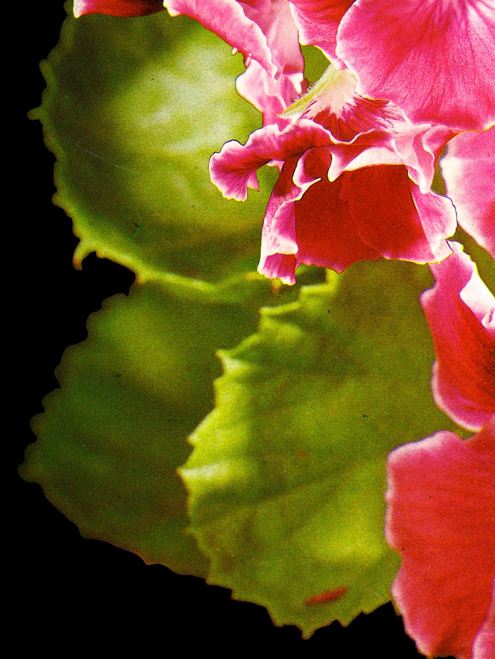 Big Pink (Black Background) - aerial photograph of vibrant flower (22 x 30) - Contemporary Print by Laura Kay Keeling 