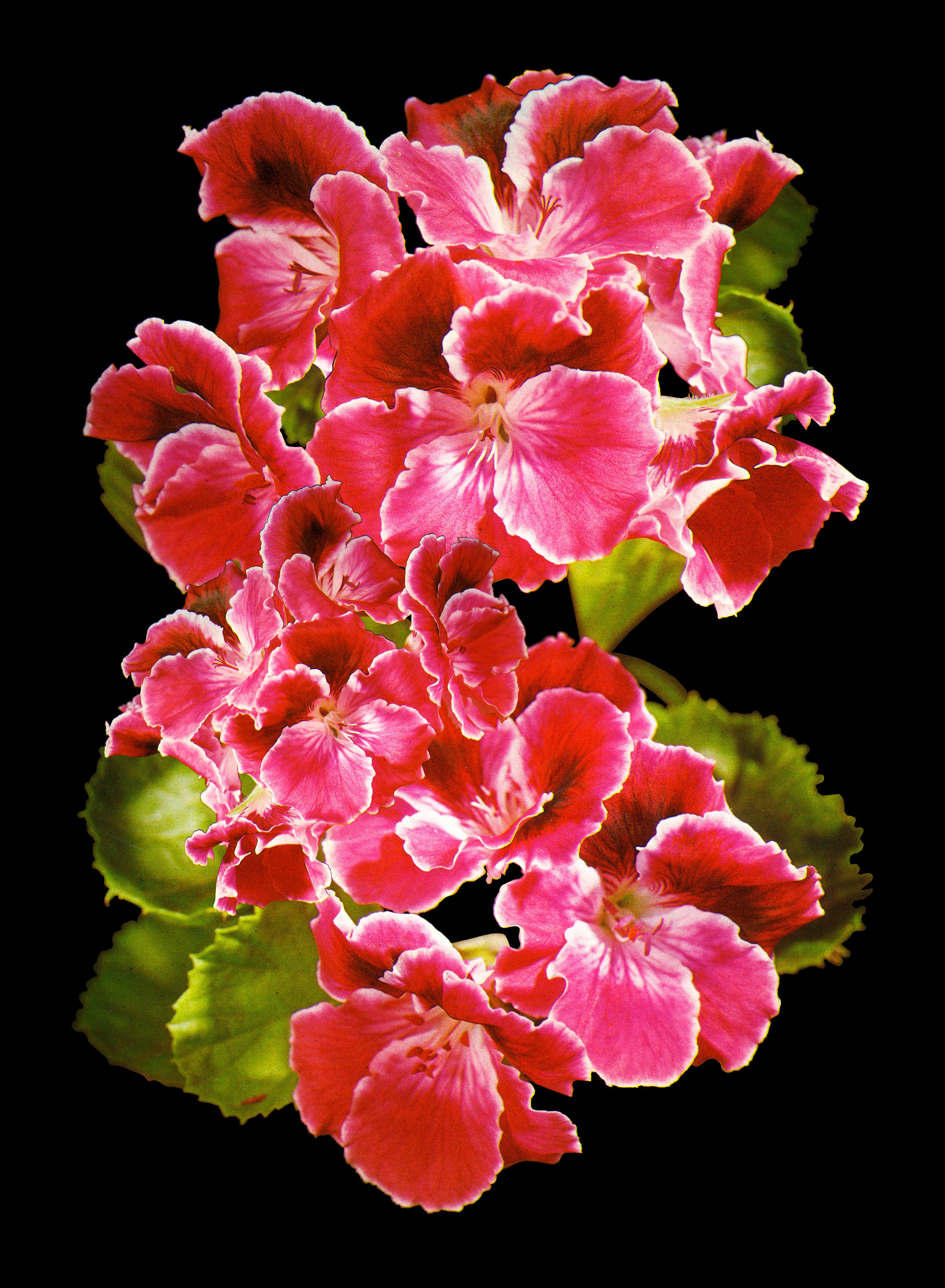 Big Pink (Black Background) - aerial photograph of vibrant flower (22 x 30) - Print by Laura Kay Keeling 
