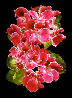 Big Pink (Black Background) - aerial photograph of vibrant flower (22 x 30)