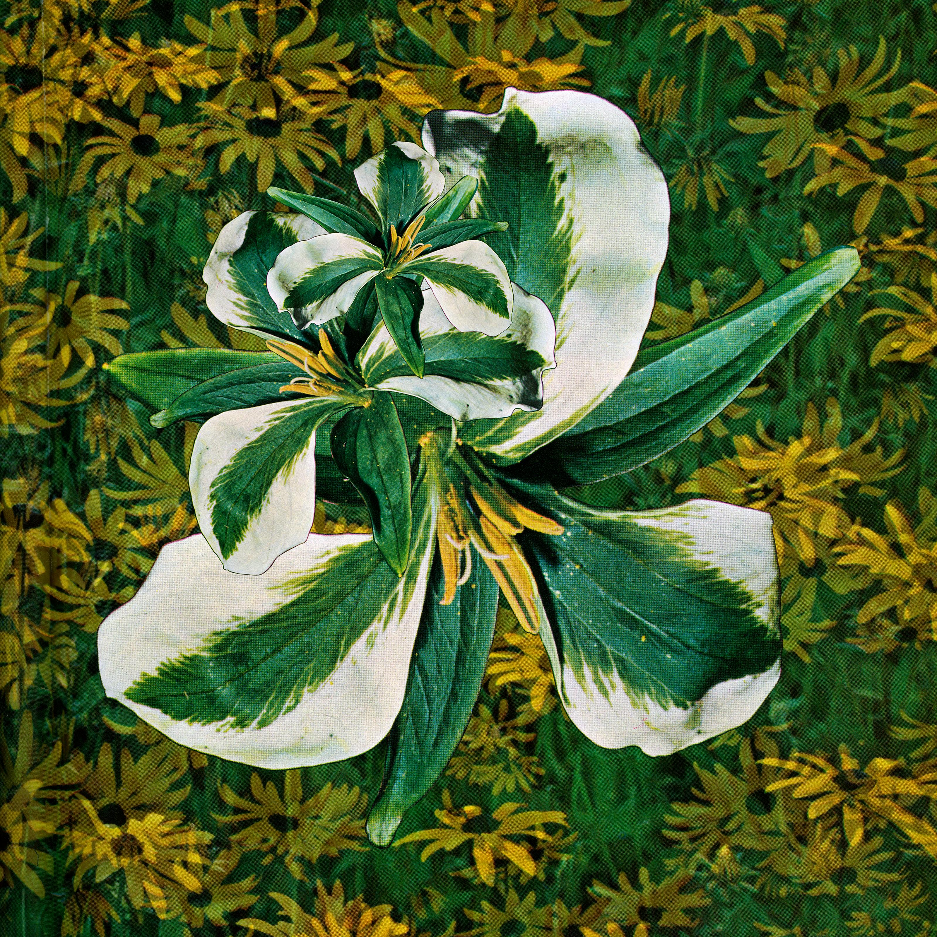 Trumpet Trumpet 02 - vibrant green and yellow floral collage print (20 x 20) - Print by Laura Kay Keeling 