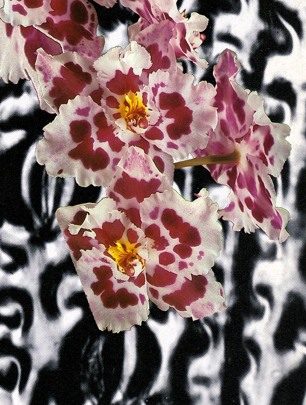 Wishbone - vibrant pink, black, and white floral collage print (11 x 15) - Print by Laura Kay Keeling 
