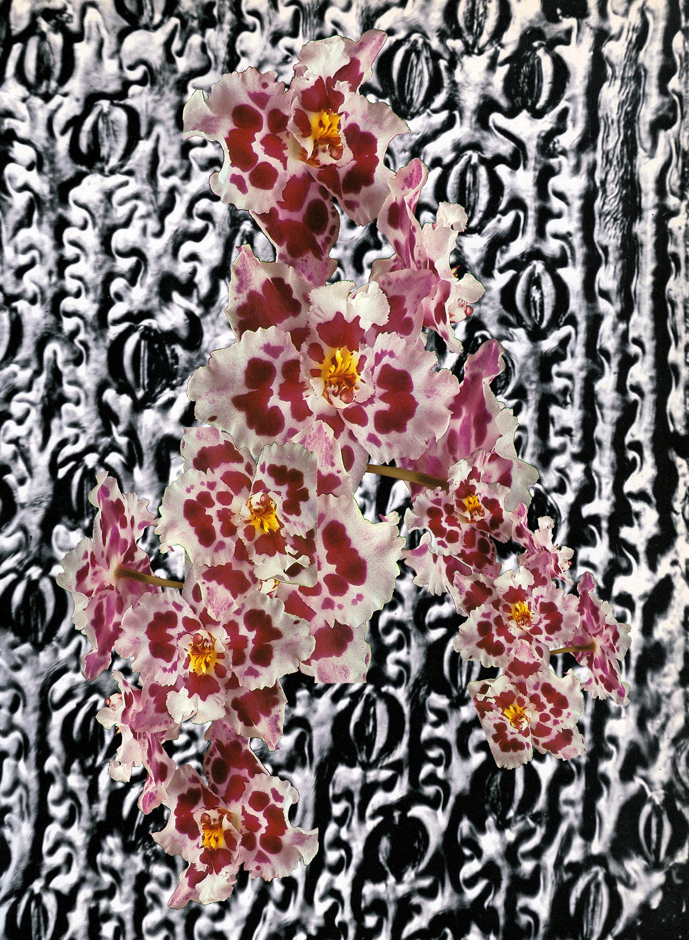 Laura Kay Keeling  Abstract Print - Wishbone - vibrant pink, black, and white floral collage print (22 x 30)