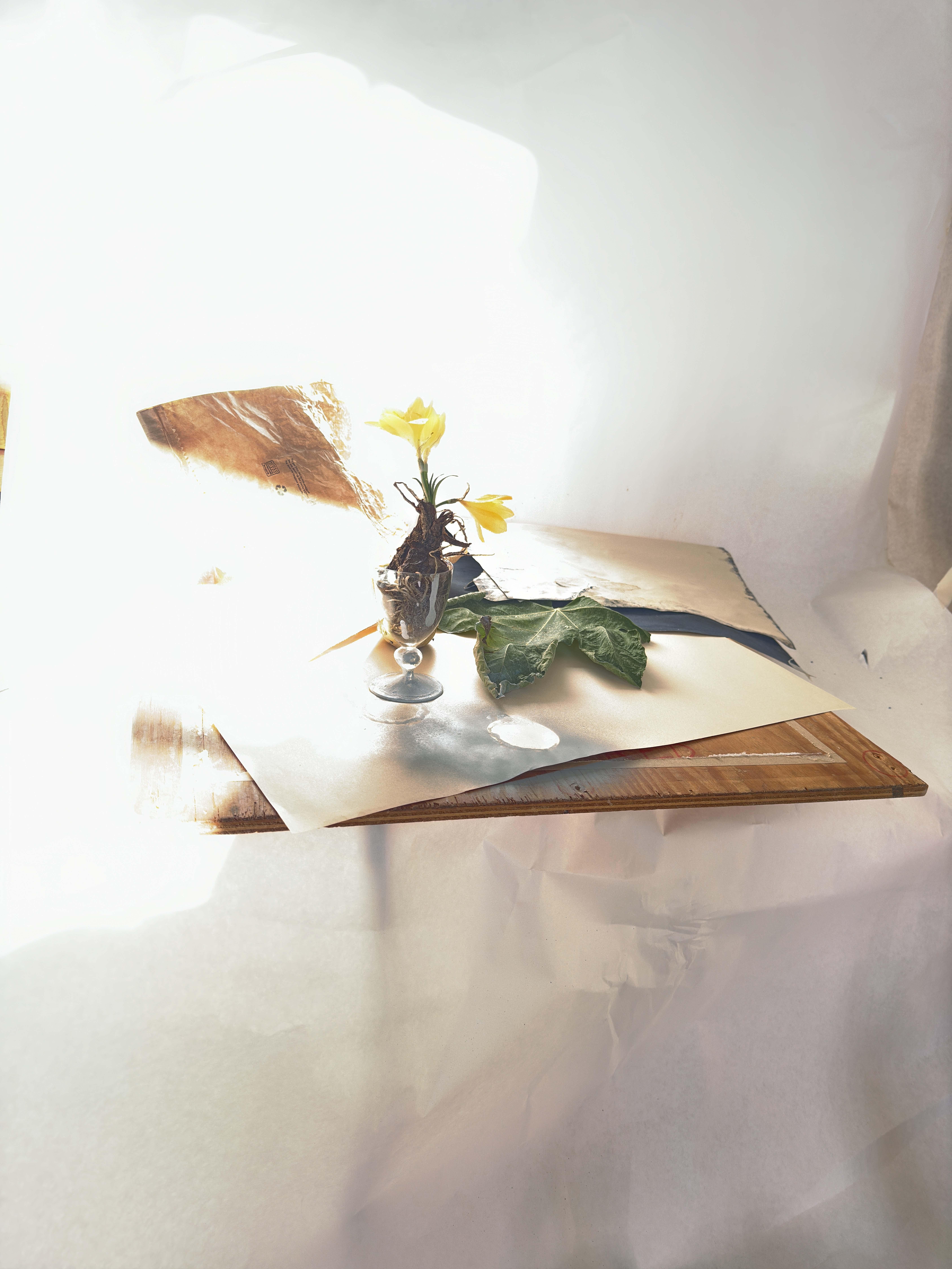Still-Life Photograph de Laura Letinsky - splat amarillo