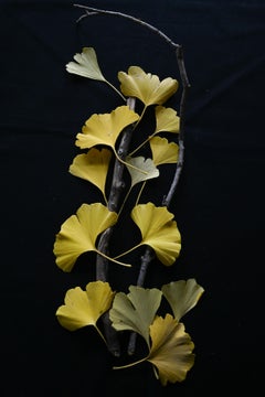Ginko-Blätter (Gold, Gelb, Safran, Nature, ~30% OFF)