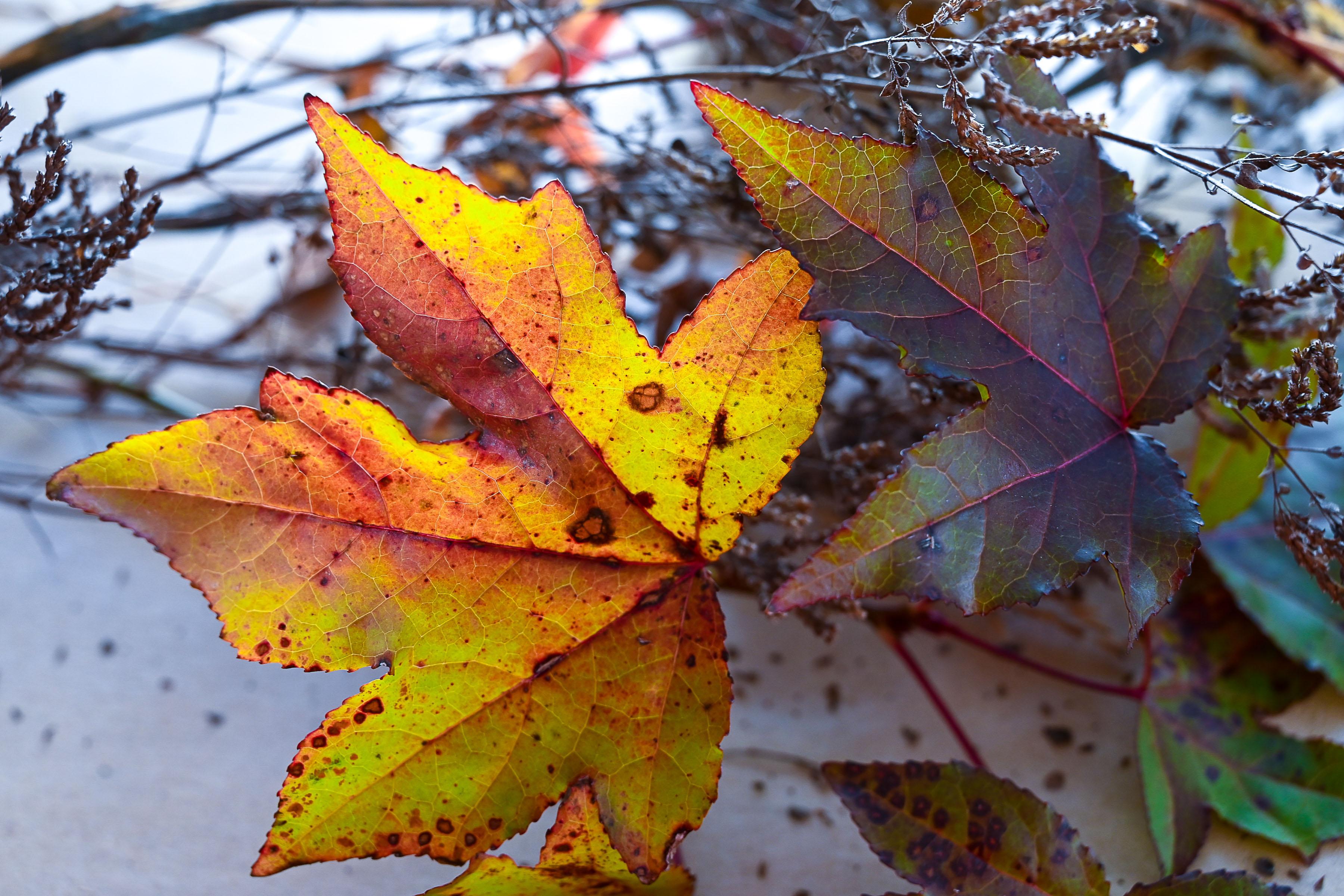 Figurative Photograph di Laura Lloyd - Foglie d'acero (Oro, Giallo, Zafferano, Nature. ~30% OFF)