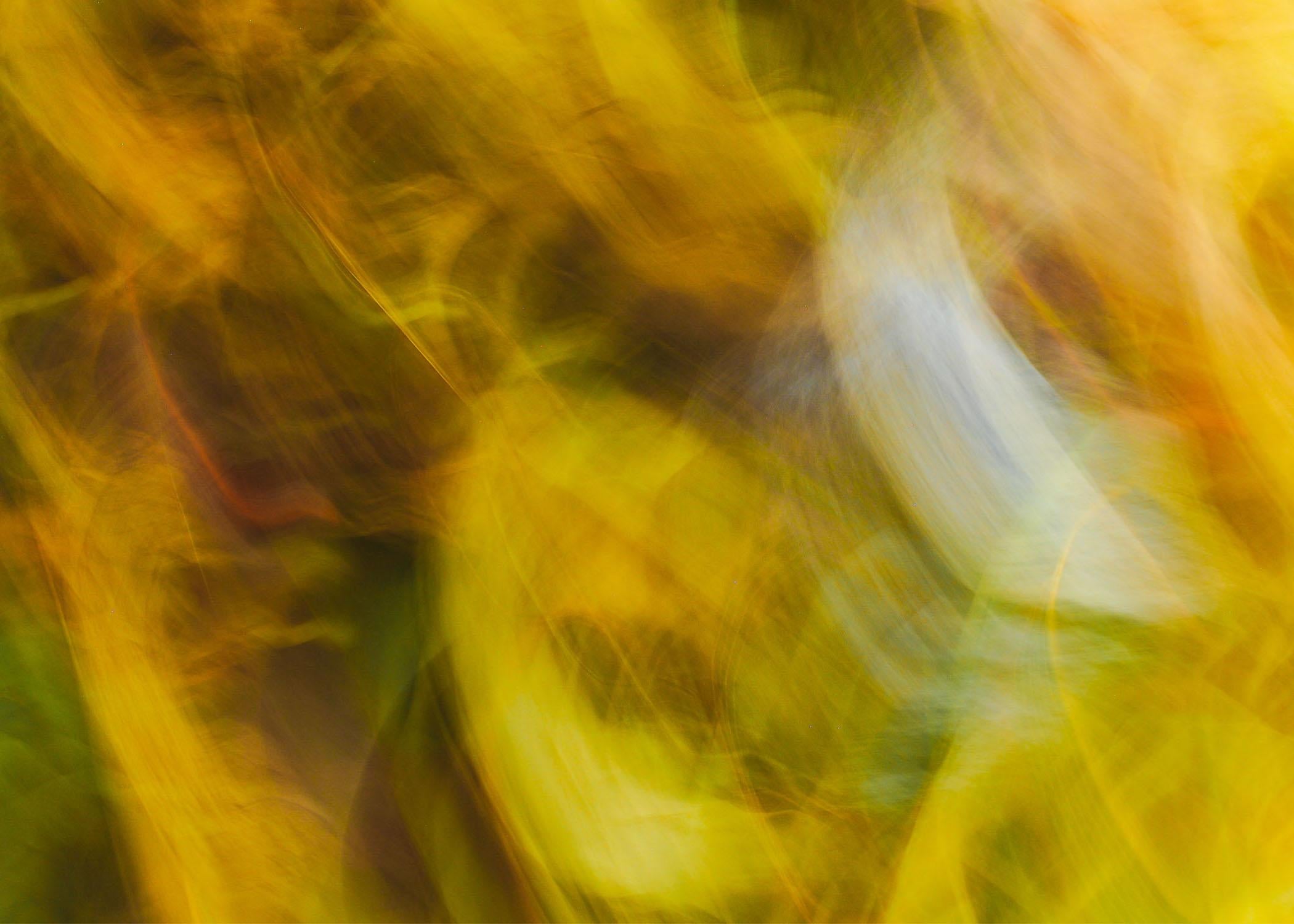 Figurative Photograph di Laura Lloyd - Giallo astratto (Luminoso, Nature, Sfumato, Movimento, ~30% OFF)