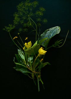 Fiori gialli (Oro, Zafferano, Nature, Caldo, Close-up, ~30% OFF)