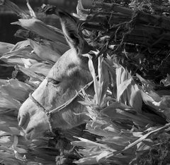 Antinoe - Signed limited edition animal fine art print, Black white, Donkey