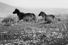 Cavallini 02 - Stampa firmata in edizione limitata di animali, Bianco e nero, cavallo selvaggio