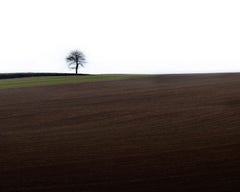 Loneliness- Signed limited edition nature print, Tree, Field, Green panorama