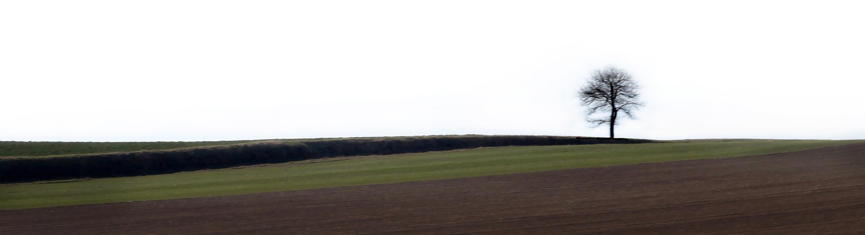 Loneliness- Signed limited edition nature print, Tree, Field, Green panorama - Contemporary Photograph by Laurent Campus