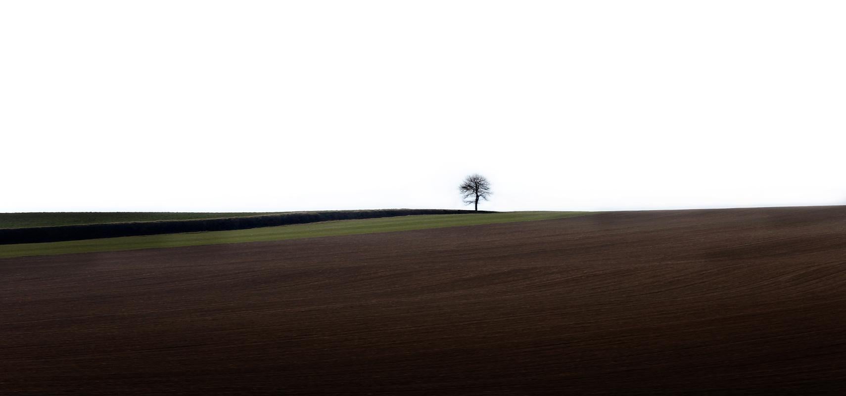 Loneliness- Signed limited edition nature print, Tree, Field, Green panorama