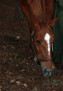 Utopia - Signed limited animal fine art print, Colour, Horse with an actress