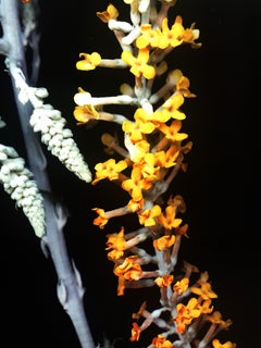 Buddleja - Polychrome Photograph on Aluminum