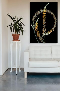 Buddleja: Signed, Limited Edition Botanical Photograph, Outdoor / Indoor Display