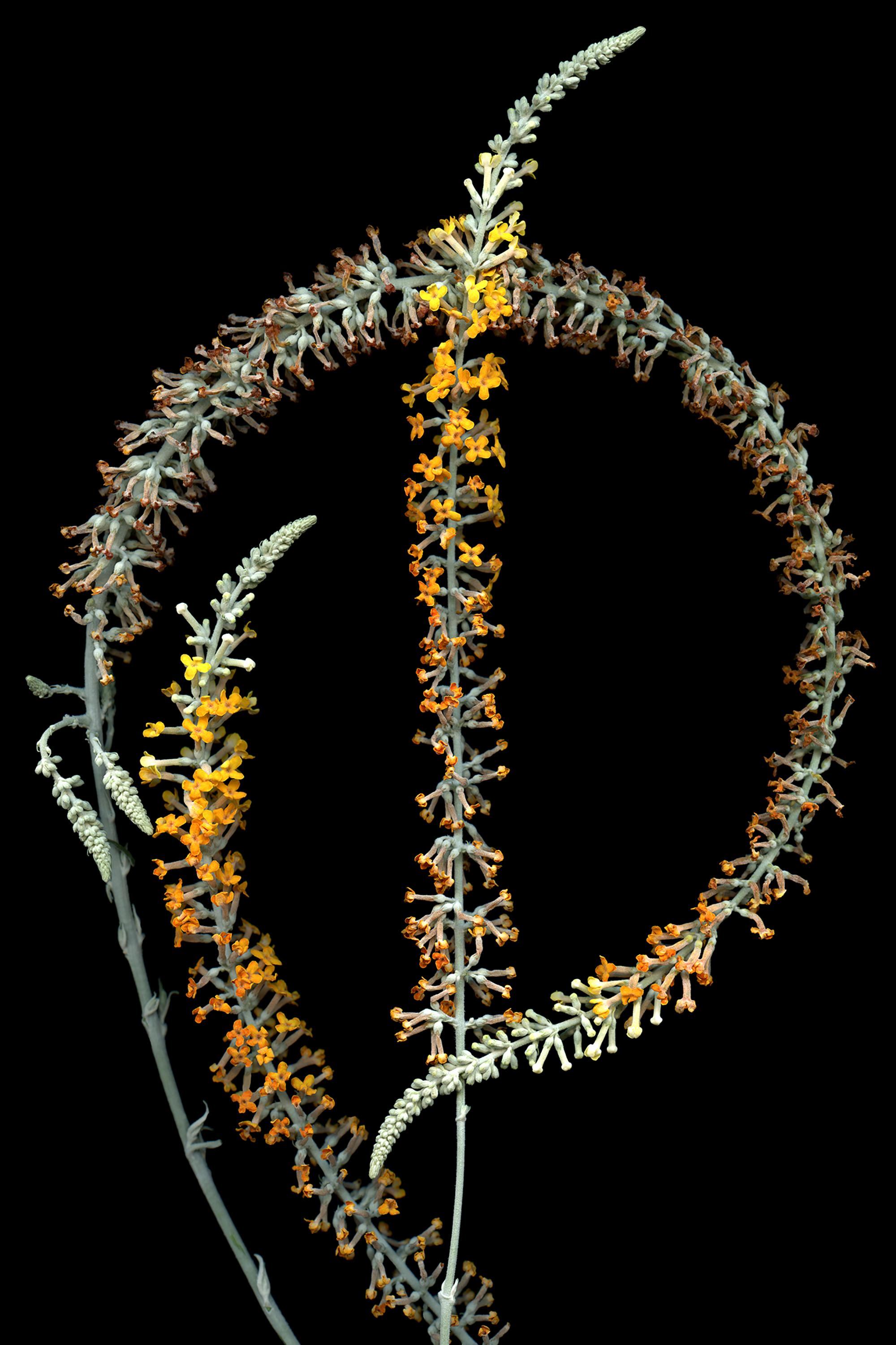 Still-Life Photograph de Laurie Tennent - Buddleja: Gran Fotografía Botánica Contemporánea Firmada de Edición Limitada, negro