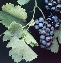 Cabernet Franc: Fotografia botanica firmata, in edizione limitata, di grappoli d'uva su sfondo nero.