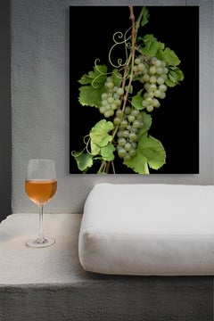 Chardonnay: Signed, Limited Edition Botanical Photograph for Outdoor or Indoors