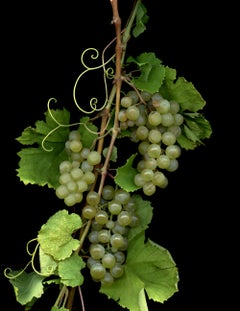 Chardonnay: Signed, Limited Edition Botanical Photograph for Outdoor or Indoors