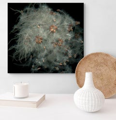 Clematis Achenes: Signed, Limited Edition Botanical photograph, Outdoor / Indoor