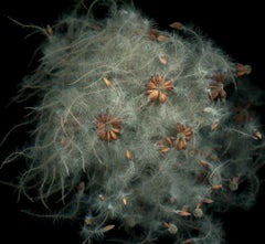 Clematis Achenes: Signed, Limited Edition Botanical photograph, Outdoor / Indoor