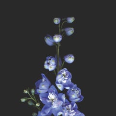 Delphinium: Large Signed Limited Edition Botanical Photograph, purple flowers