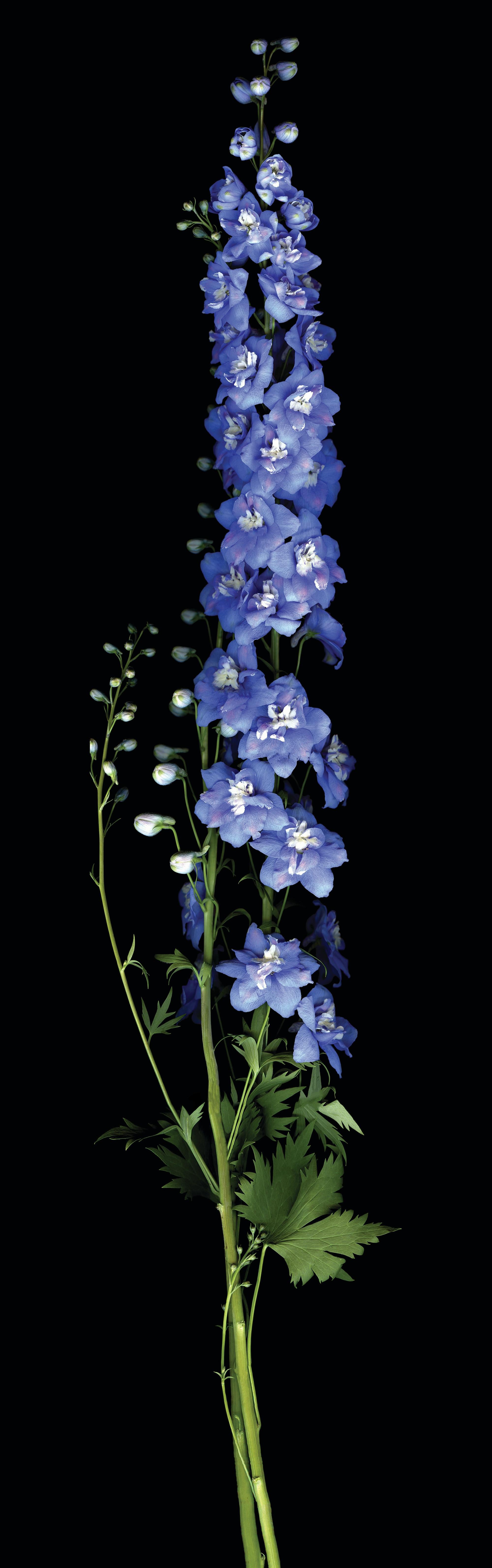 Delphinium : Grande photographie botanique signée à édition limitée, fleurs violettes