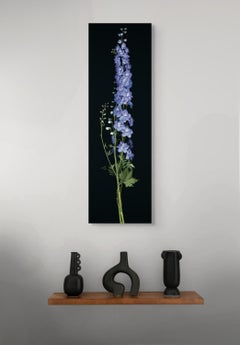Delphinium: Signed, Limited Edition Botanical Photograph, Outdoor/Indoor Display