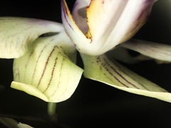 Dendrobium - Polychrome Photograph on Aluminum