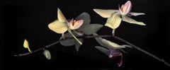 Dendrobium - Polychrome Photograph on Aluminum