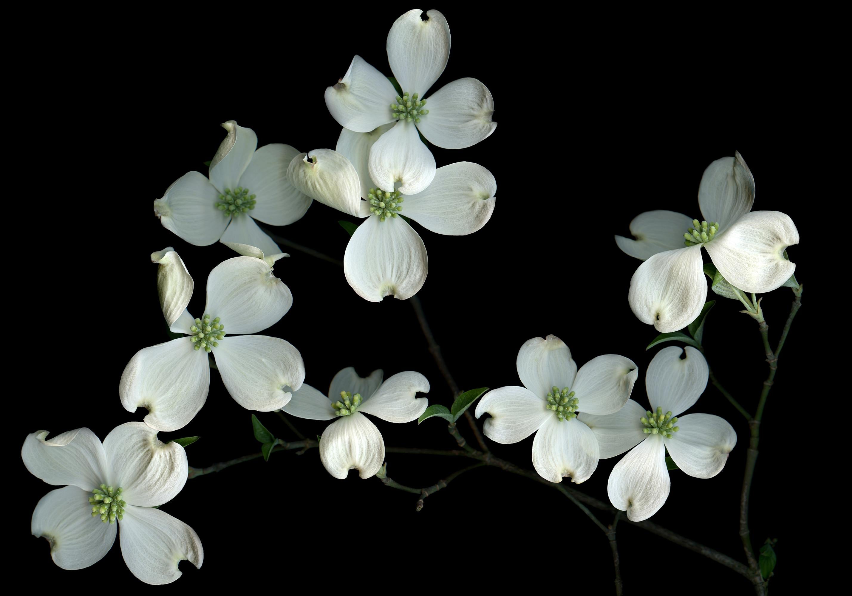 Dogwood: Grande fotografia botanica contemporanea firmata in edizione limitata, fiori