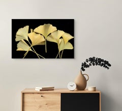 Ginkgo: Fotografía botánica firmada, de edición limitada, para exponer en exteriores o interiores
