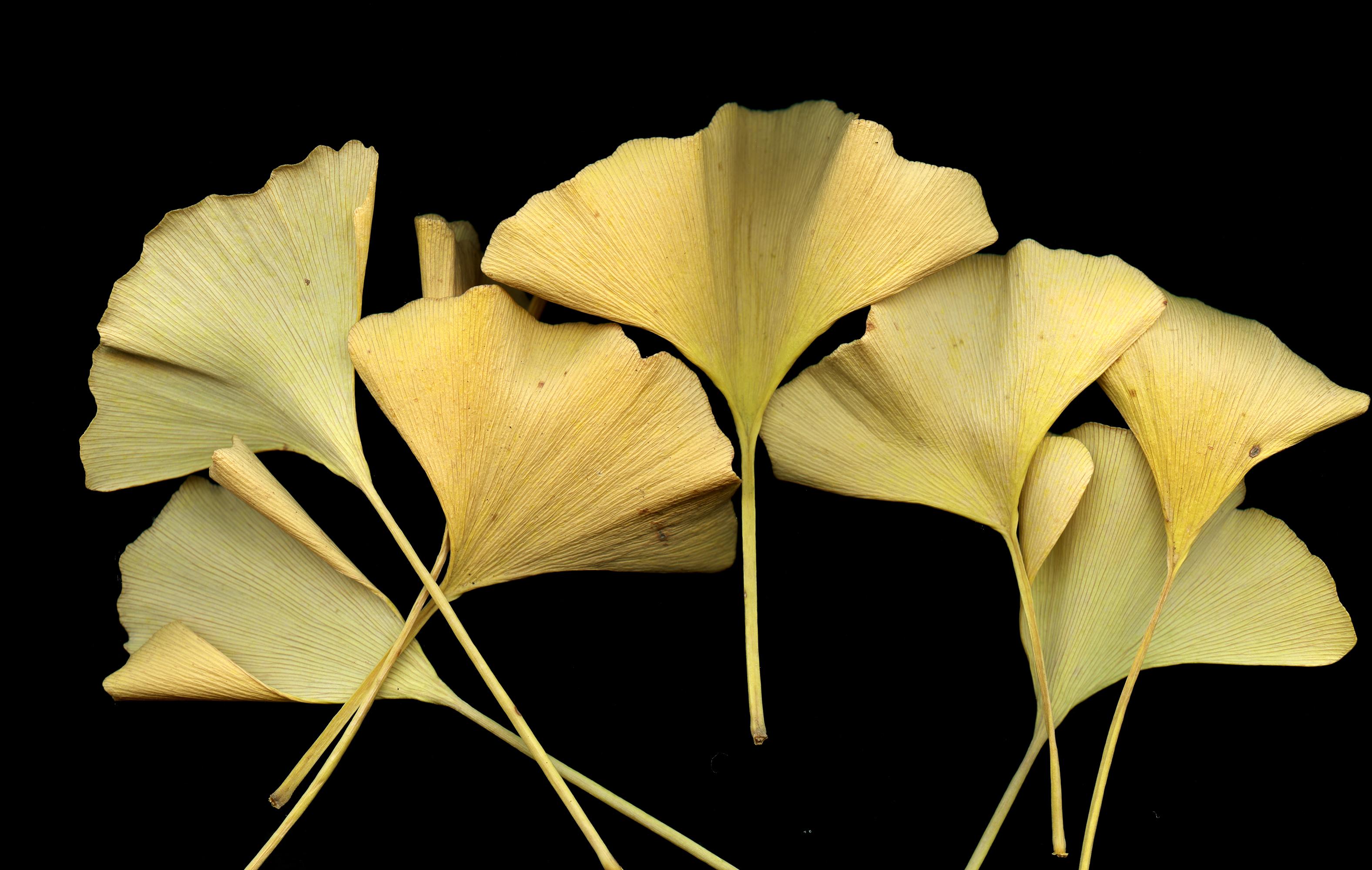 Ginkgo: Signed, Limited Edition Botanical Photograph, yellow leaves on black
