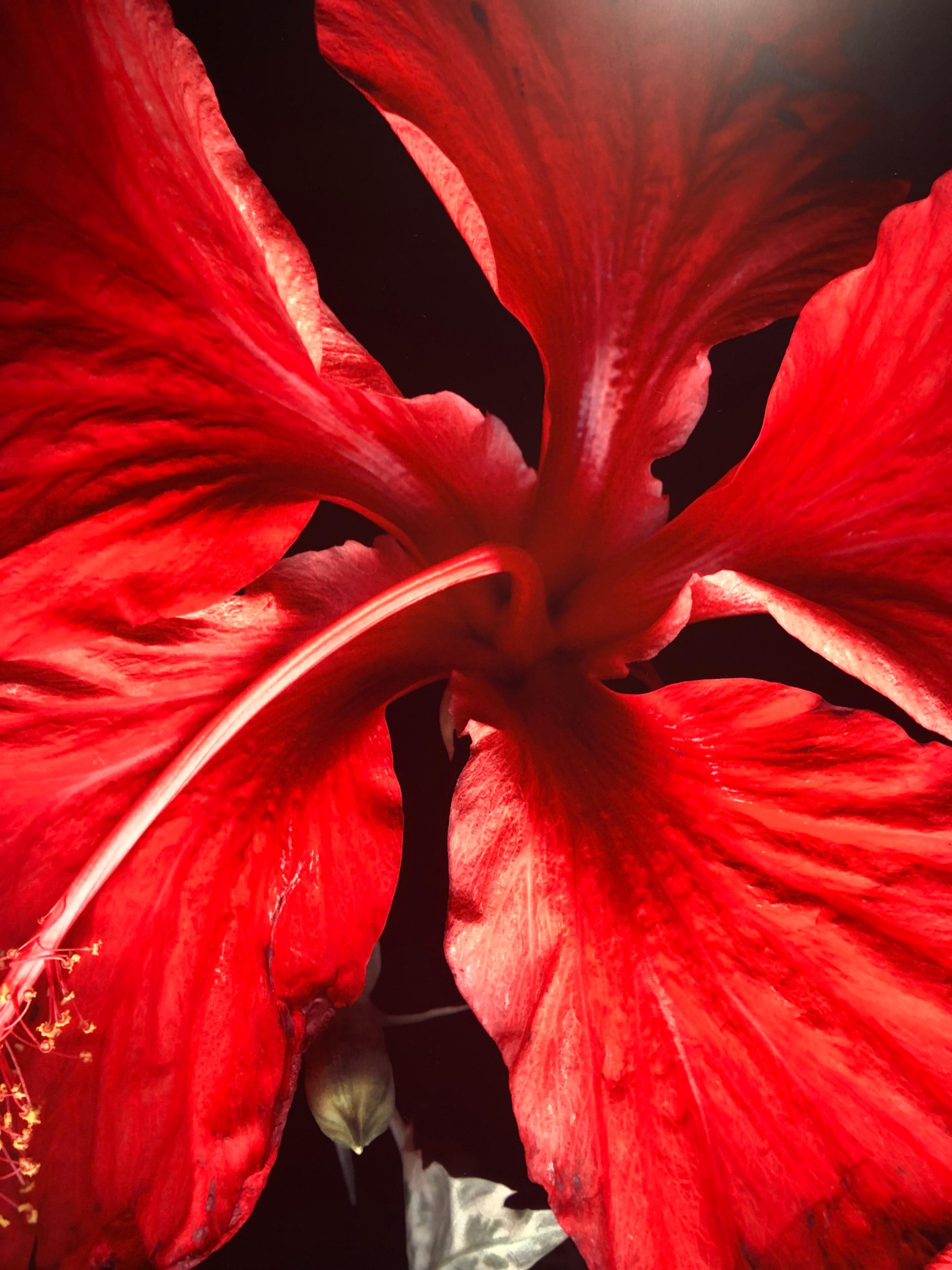Hibiscus - Polychrome Photograph on Aluminum - Black Still-Life Photograph by Laurie Tennent