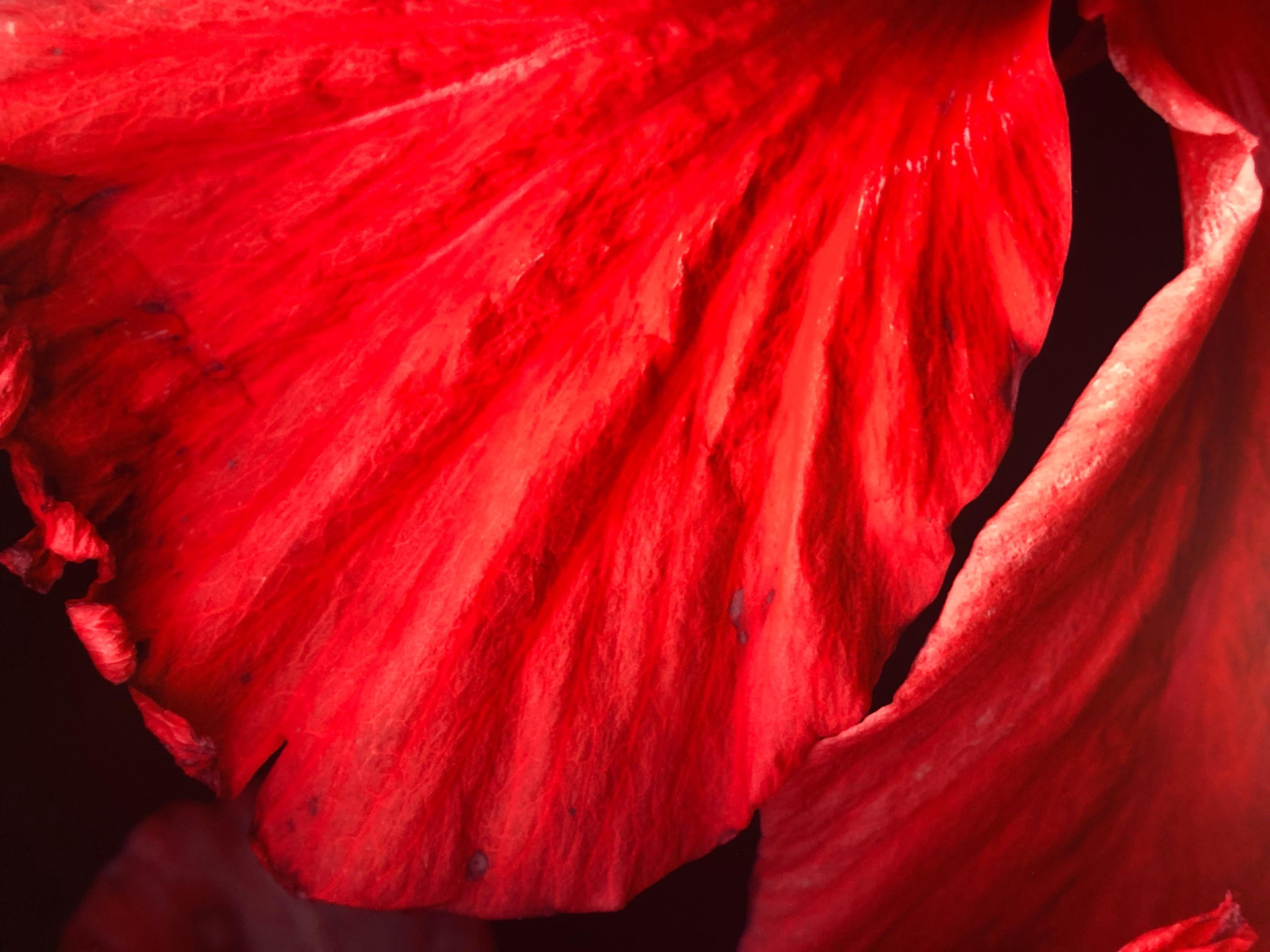 Hibiscus - Polychrome Photograph on Aluminum For Sale 1