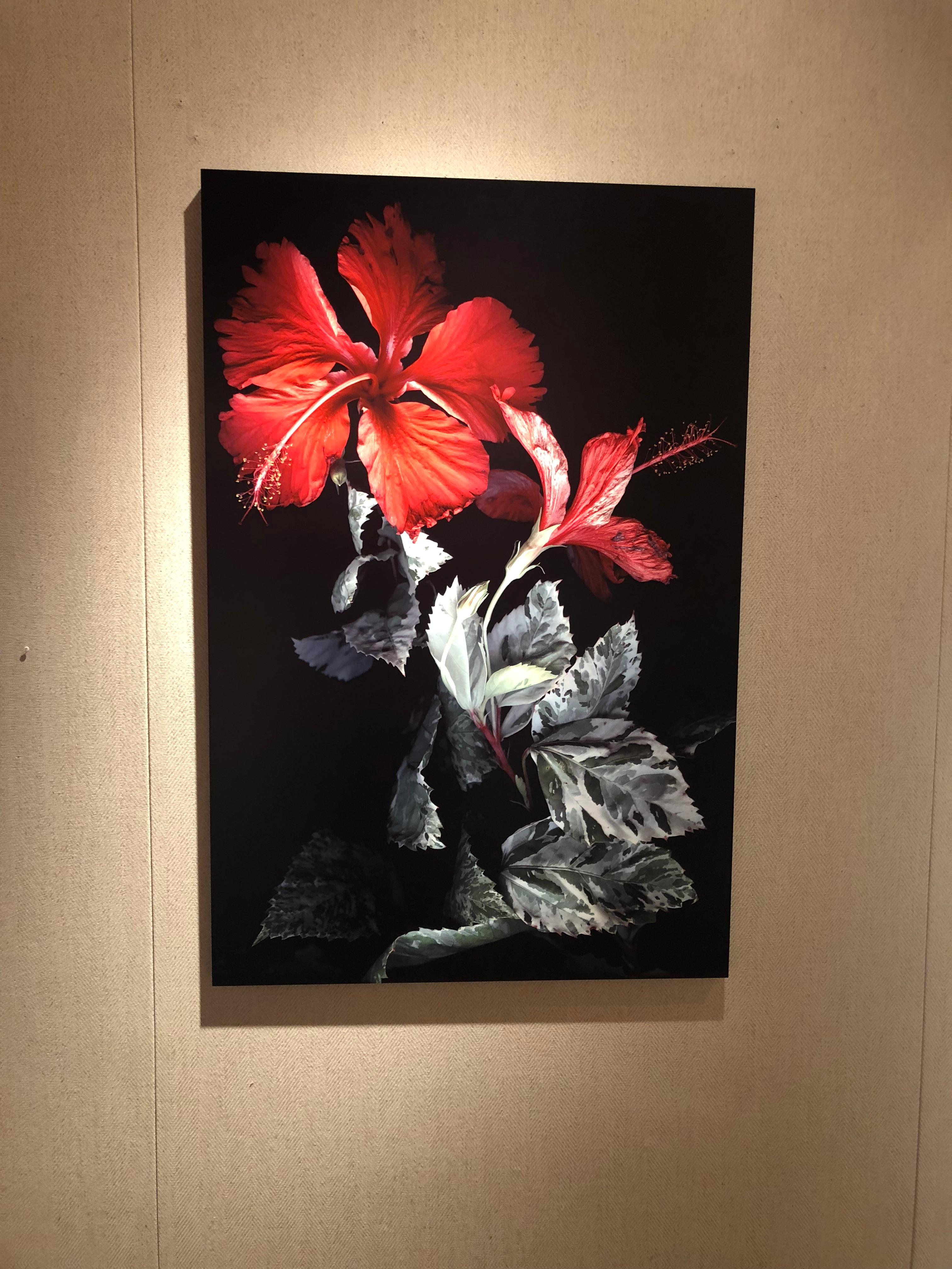 Hibiscus - Polychrome Photograph on Aluminum For Sale 2