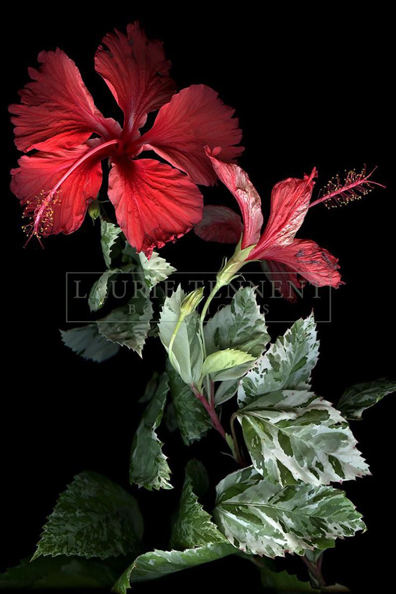 Laurie Tennent Still-Life Photograph - Hibiscus - Polychrome Photograph on Aluminum