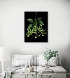 Linden: Signed, Limited Edition Botanical Photograph, Outdoor or Indoor Display