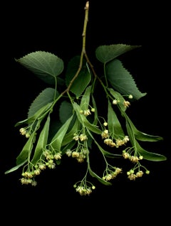Linden: Signed, Limited Edition Botanical Photograph, Outdoor or Indoor Display