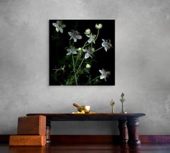 Nigella: Signed, Limited Edition Botanical Photograph, Outdoor or Indoor Display